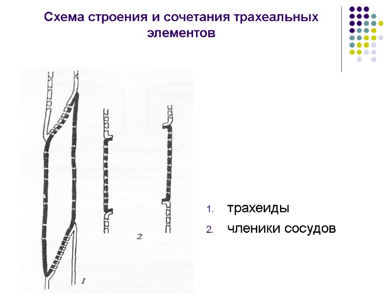 Схема строения и сочетания трахеальных элементов трахеиды членики сосудов